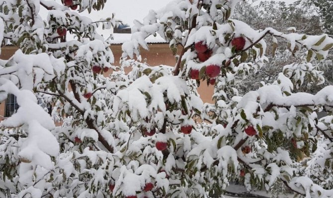 Kahramanmaraş’ta kar elma üreticisini hazırlıksız yakaladı