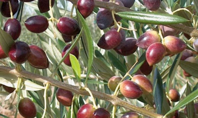 Kahramanmaraş'ta zeytin hasadı başladı