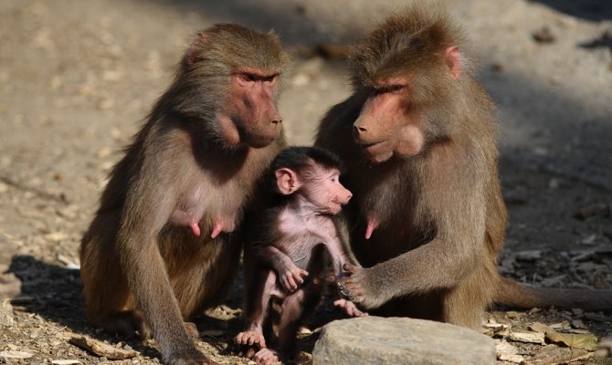 Yavru babun hayvanat bahçesinin maskotu oldu