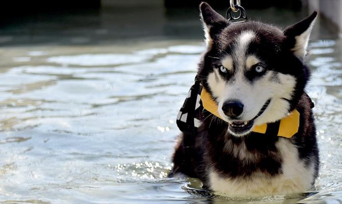 Yaralı sokak hayvanlarına masajlı ve havuzlu tedavi
