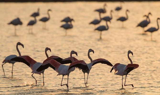 İzmir Kuş Cenneti'nde gün batımı