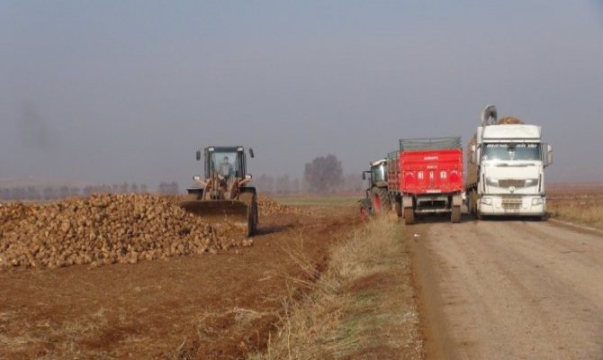 Tarım ve Orman Bakanlığı: ''Kahramanmaraş'ta şeker pancarı ile ilgili yapılan haberler gerçeği yansıtmıyor''