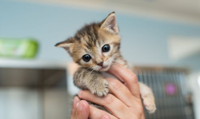 3 gündür iş yarinde mahsur kalan kedi kurtarıldı