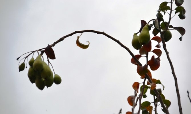 Kahramanmaraş'ta Armut ağacı aralık ayında da meyve veriyor