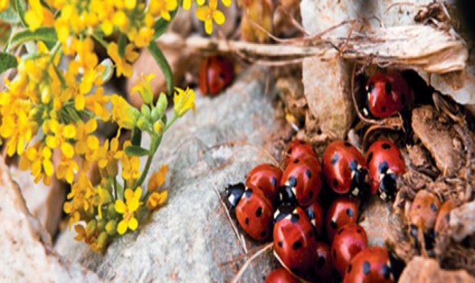 Bu müze EXPO için gelen ülkelere de model olacak