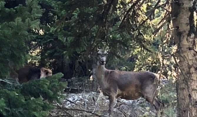 Alageyik ve sincap doğaseverlerden kaçamadı