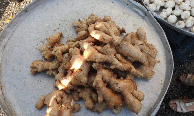 İşte saymakla bitmeyen faydaları Kahramanmaraş'ta Suriyeliler yoğun talep gösteriyor