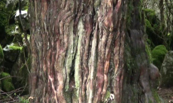 Dünyanın en eski ağaçlarından biri Andırın'da