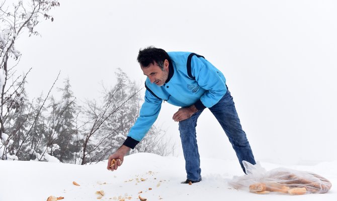 Dulkadiroğlu Belediyesi Yaban Hayvanlarına şefkat eli uzattı