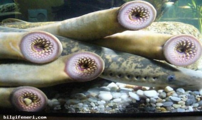 Bofa Balıkları ve Faydaları