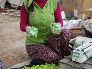 Eriğin Kilosu 200 Tl