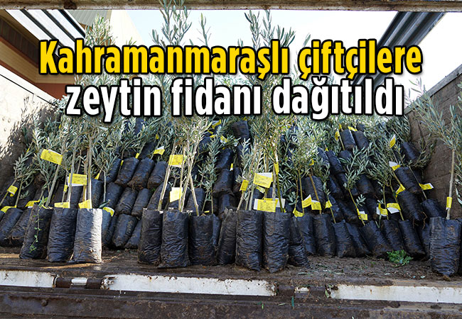 Kahramanmaraşlı çiftçilere zeytin fidanı dağıtıldı