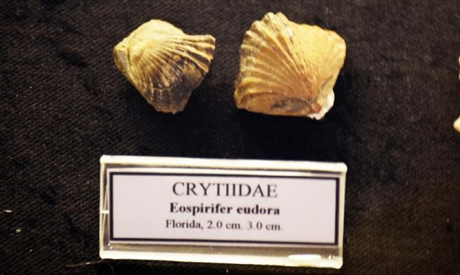 Bodrum'da 460 milyon yıllık fosil bulundu