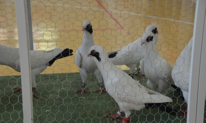 Kahramanmaraş'a gelen güvercinler festivalde yarıştı