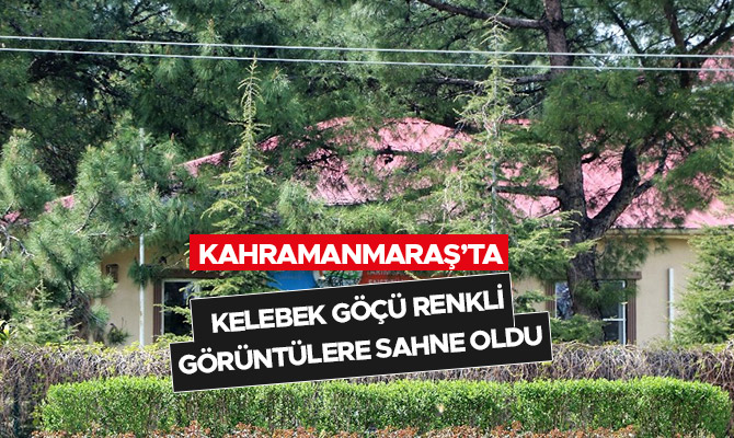 Kahramanmaraş’ta kelebek göçü renkli görüntülere sahne oldu