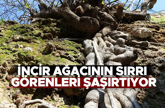 İncir ağacının sırrı görenleri şaşırtıyor