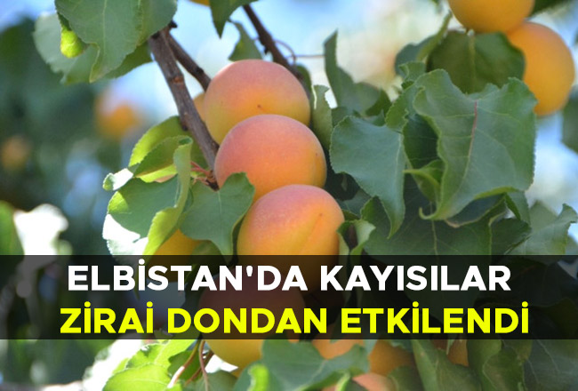 Elbistan'da kayısılar zirai dondan etkilendi