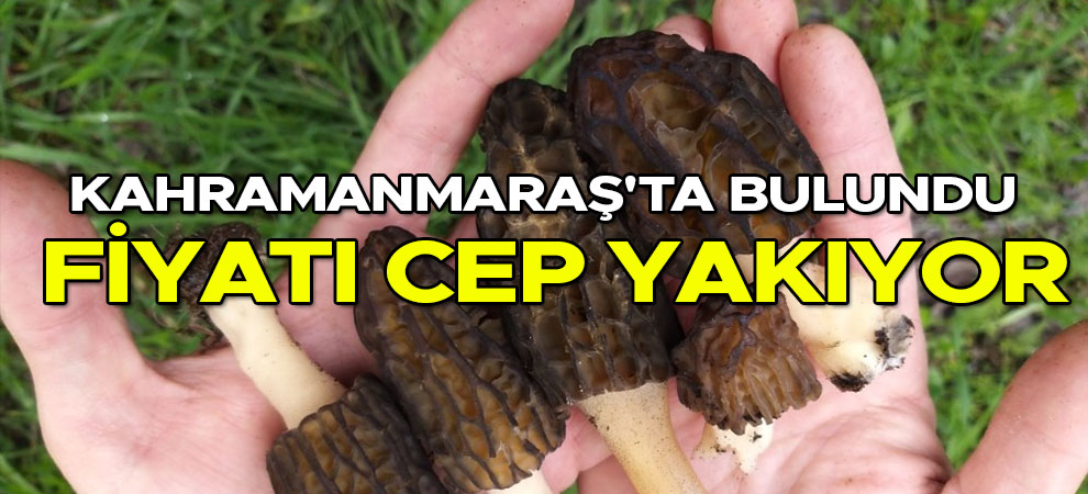 Kahramanmaraş'ta bulundu, fiyatı cep yakıyor
