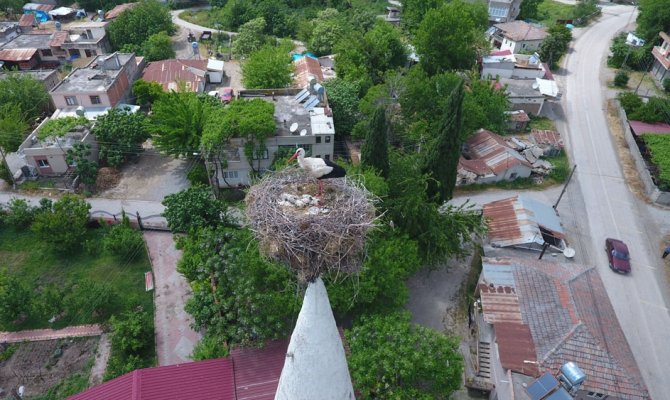 40 yıldır aynı caminin minaresine yuva yapıyorlar