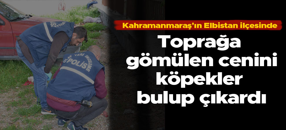Elbistan'da toprağa gömülen cenini, köpekler bulup çıkardı