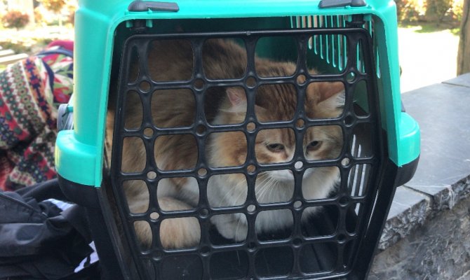 Edirnekapı Şehitliği’nde “evcil kedi” seferberliği