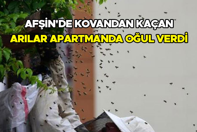 Afşin'de kovandan kaçan arılar apartmanda oğul verdi
