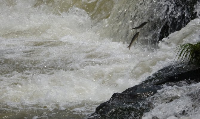 Uçan balıkların muhteşem göçü