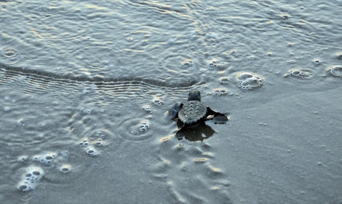 Yeni fikirler deniz kaplumbağaları için yarışacak
