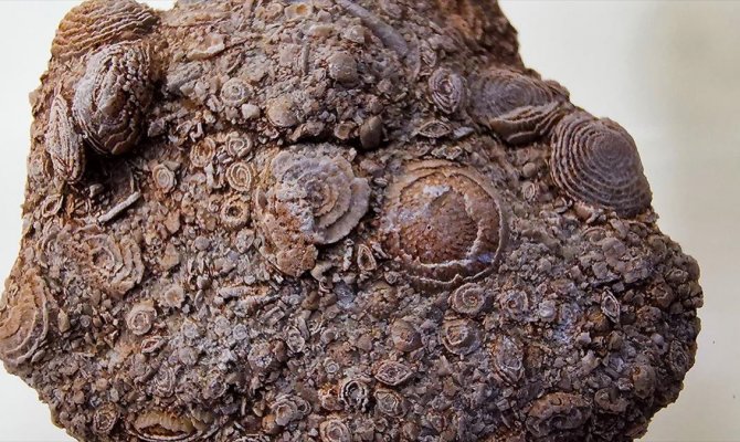 50 milyon yıllık fosil Diyarbakır'da sergileniyor