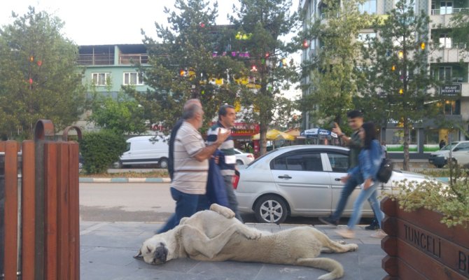 Sokak köpeği uyuma şekli ile dikkat çekiyor