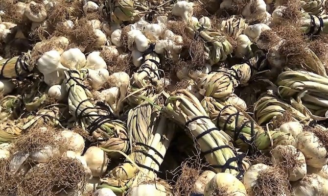 Kahramanmaraş’ta sarımsak hasadı başladı