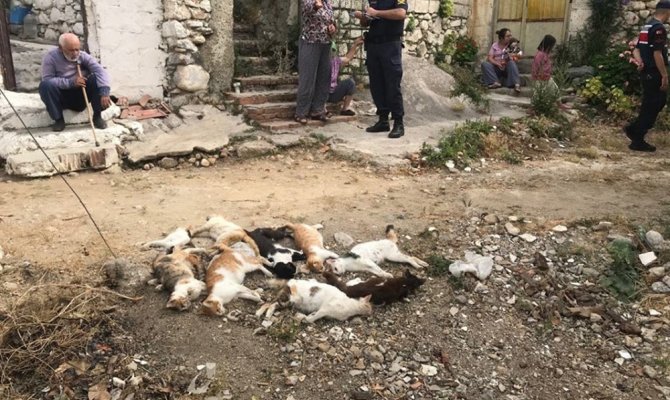 Datça’da 10 kedi zehirlenerek öldürüldü