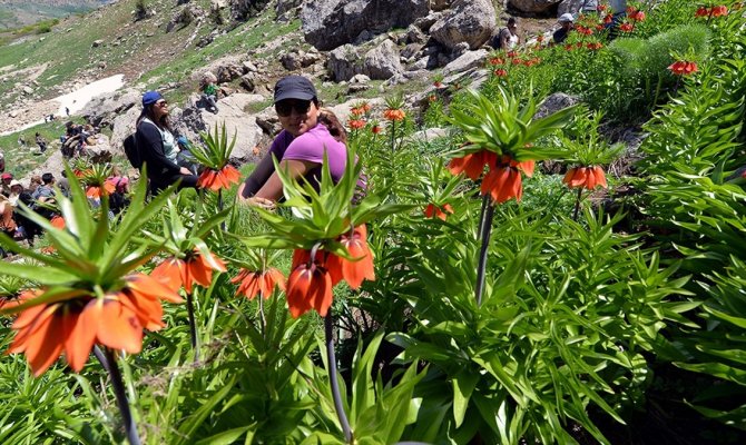 Dağların süsü ters laleler görenleri büyülüyor