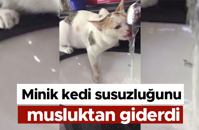 Kahramanmaraş'ta minik kedi susuzluğunu musluktan giderdi