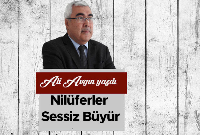 Nilüferler Sessiz Büyür