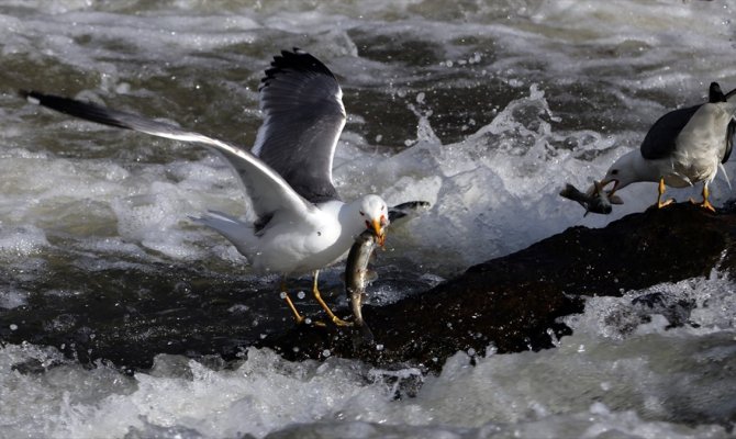 İnci kefalinin yolculuğunu izlediler