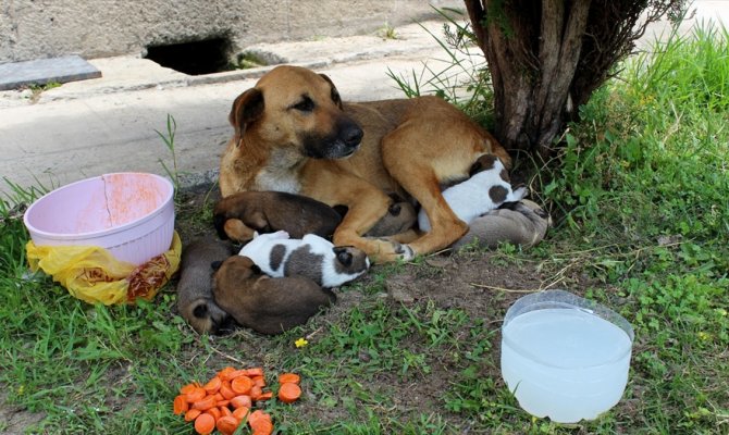 Cami avlusunda yavrulayan köpeğe imam sahip çıktı