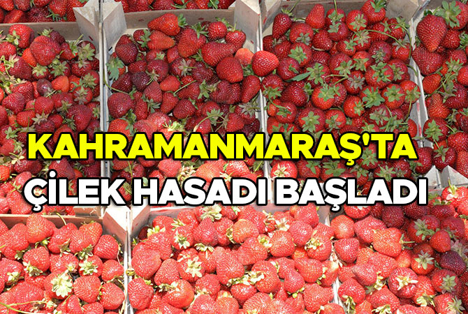 Kahramanmaraş'ta Çilek Hasadı Başladı