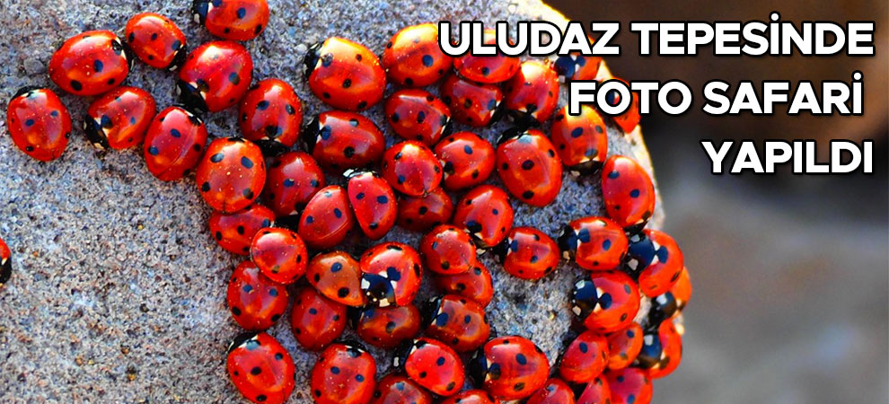 Kahramanmaraş’ta Bulunan Uludaz Tepesinde Foto Safari yapıldı