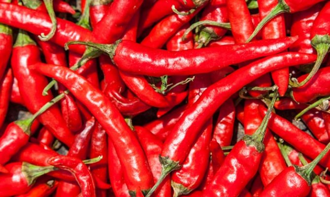 Kahramanmaraş'ta  girişimci Aflatoksinden arındırılmış biber tohumu geliştirdi