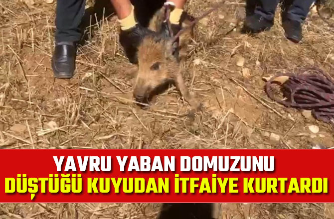 Yavru yaban domuzunu düştüğü kuyudan itfaiye kurtardı
