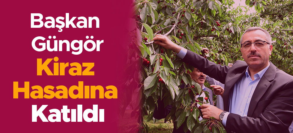 Başkan Güngör Kiraz Hasadına Katıldı