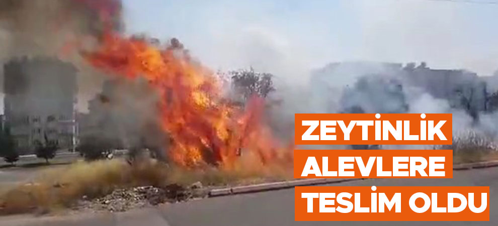 Kahramanmaraş’ta zeytinlik alevlere teslim oldu