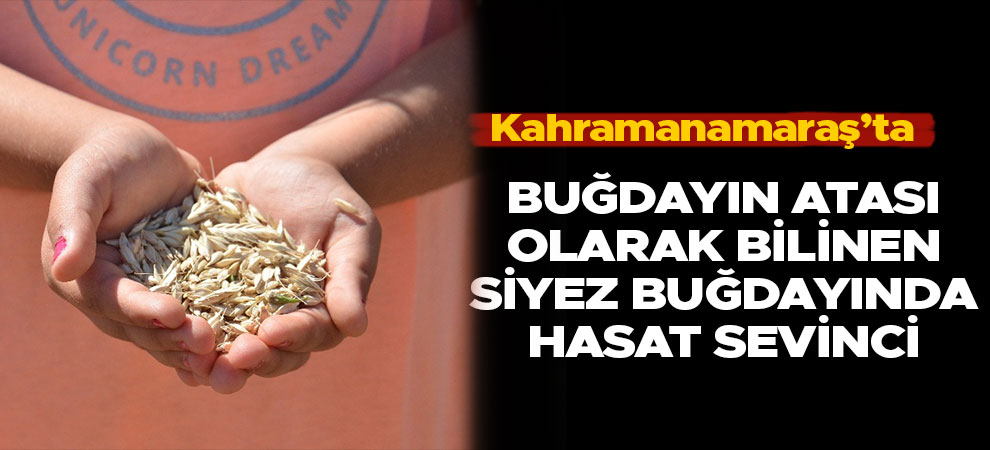 Kahramanmaraş'ta buğdayın atası olarak bilinen siyez buğdayında hasat sevinci
