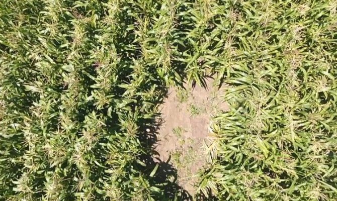 Elbistan'da mısır tarlasındaki kenevirleri drone yakaladı