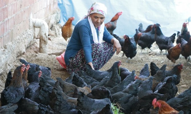 Geçinmek için başladığı işi büyüten kadının hedefi tavuk çiftliği sahibi olmak