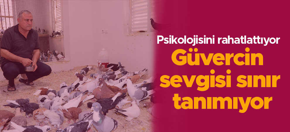 Güvercin sevgisi sınır tanımıyor