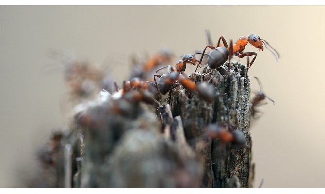 'Orman gönüllüsü' kırmızı karıncaların ağır yükü