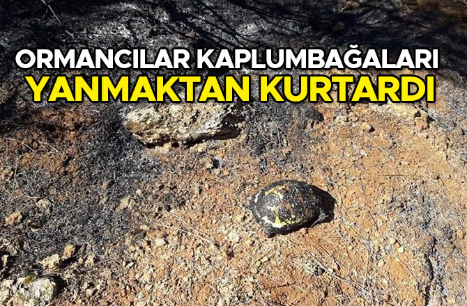 Kahramanmaraş'ta ormancılar kaplumbağaları yanmaktan kurtardı