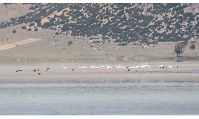 Flamingoların değişmeyen durağı: 'Yarışlı Gölü'